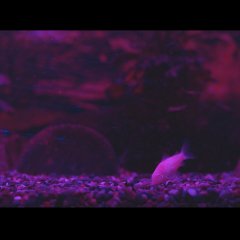 Corydoras Korean Movie photo