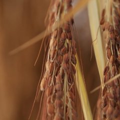 Rice People Korean Movie photo