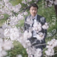 Sakura Japanese Movie(2024) photo
