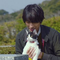 The Travelling Cat Chronicles Japanese Movie photo