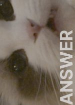 Answer Korean Movie photo