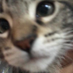 dan