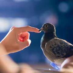 Vincenzo (2021) photo