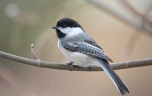 chickadee
