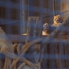 Garden, Zoological Korean Movie photo