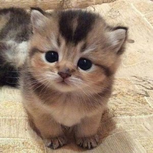 netcat