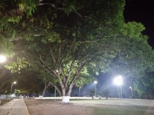 MagnoliaPensamiento