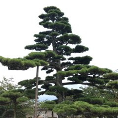 Yellow Dead Korean Movie photo