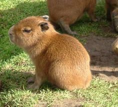 capybaras