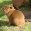 capybaras