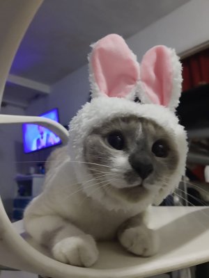 meowtastic