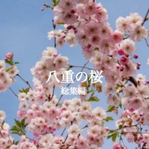 Yae No Sakura Soushuuhen (2013)