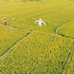 Bambanti Philippines Movie photo