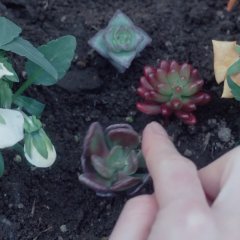 Terrarium Locker Room Japanese Movie photo