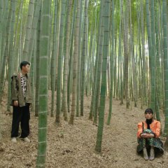 Peafowl Korean Movie photo