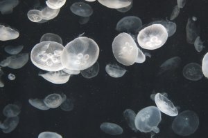 madjellyfish