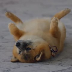 Kissing the Ring Finger Japanese Drama photo