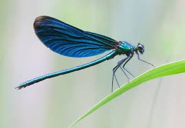 Beautiful Demoiselle