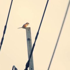 NIZI Village Clinic Japanese Drama photo