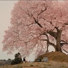 Yayoi, March: 30 Years That I Loved You Japanese Movie photo