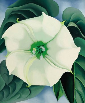 jimsonweed