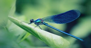 Bluebell dragonfly