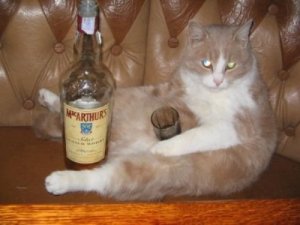 Drunk Cat