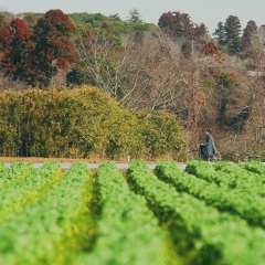 Naked Dining: Love, Life and Liberation Japanese Drama photo
