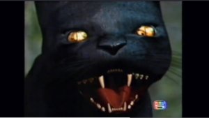 PhetchTaMeowmeow