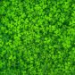 Earthy Green – Grounded, balanced, connected to nature or routine