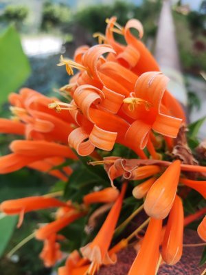 Mayosali