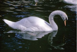 Honest Swan
