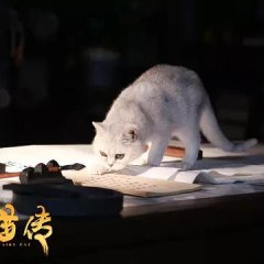 Fairy Cat Chinese Movie photo