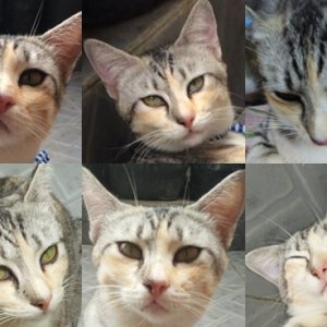 Kamisama no Boto  (2013)