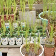 Rice People Korean Movie photo