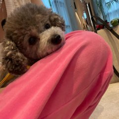 Petkage Korean TV Program photo