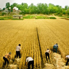 Swimming Out Till The Sea Turns Blue Chinese Movie photo