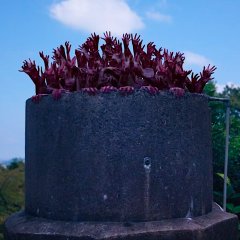 Re/Member Japanese Movie photo