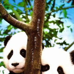Panda Diary Japanese Movie photo