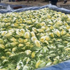 K Food Show: A Nation of Kimchi Korean TV Program photo