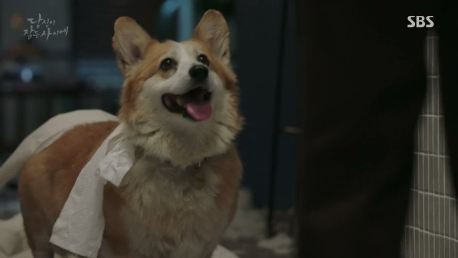 A Happy dog with toilet paper on his back 