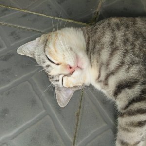 Kamisama no Boto  (2013)