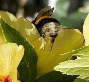 Sunflowerbumblebee
