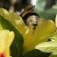 Sunflowerbumblebee
