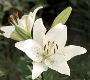lily