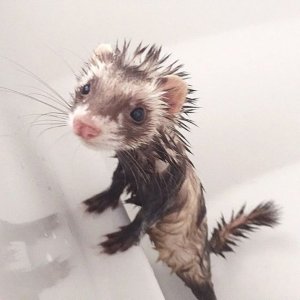 Bouncyferret