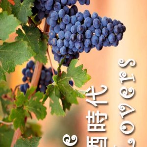 Wine Lovers ()