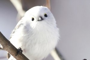 snowbabybird508