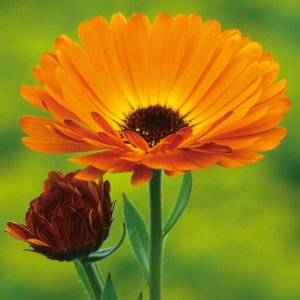 Calendula3000