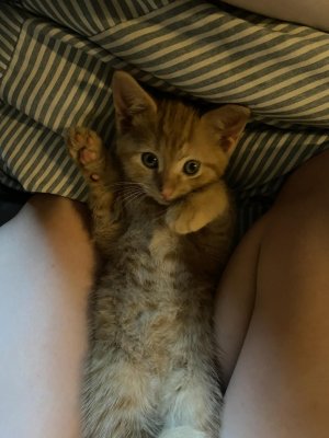 Kat